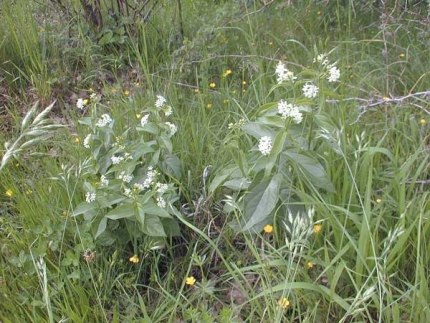 Bild 5 von Felsengruppe am Südhang des Eulenberges